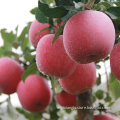 Cheap price fresh apple fruit wholesale